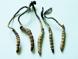 亞香棒蟲草,Cordyceps hawkesii Gray,古尼蟲草,霍克斯蟲草