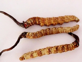 冬蟲夏草,Cordyceps sinensis,夏草冬蟲,冬蟲草,中華蟲草