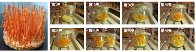 北蟲草(蛹蟲草),北蟲草(蛹蟲草)的人工生產過程,北蟲草(蛹蟲草)的培養