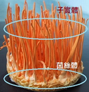 蟲草子實體,蟲草菌絲體