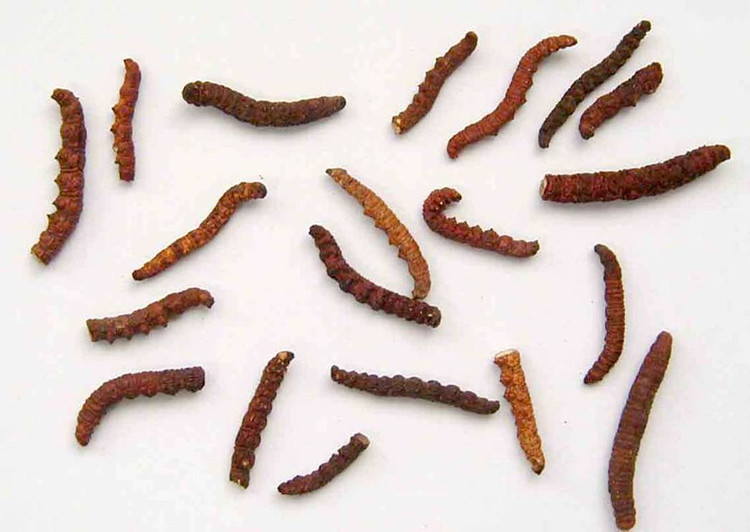 新疆蟲草,Cordyceps sp.
