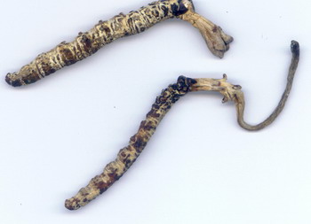 涼山蟲草,Cordyceps liangshanensis Zang