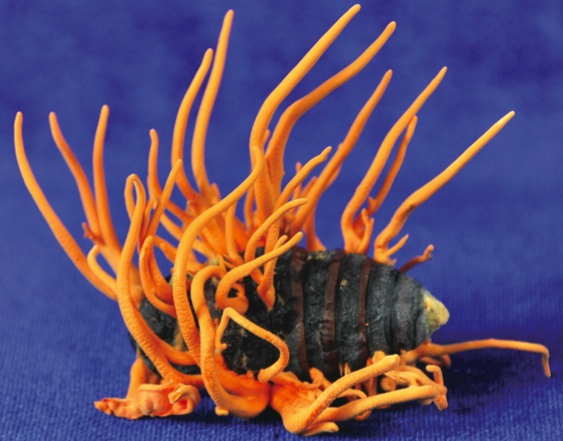 蛹蟲草,北蟲草(蛹蟲草),Cordyceps militaris,活黃金
