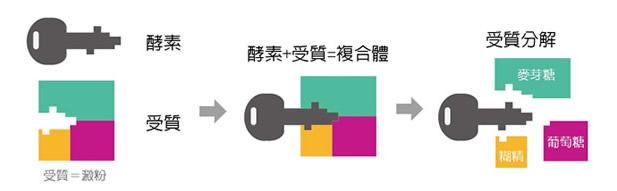 酵素的特性,酵素的分解作用圖示,酵素分解原理